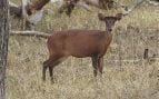 Muntíaco en la cordillera Theppakadu, Parque Nacional Mudumalai, Tamilnadu, India. Foto: Timoteo A. Gonsalves, CC BY-SA 4.0, vía Wikimedia Commons