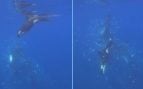 orcas pez luna