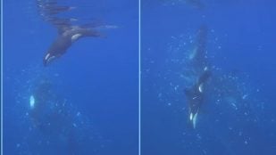 orcas pez luna
