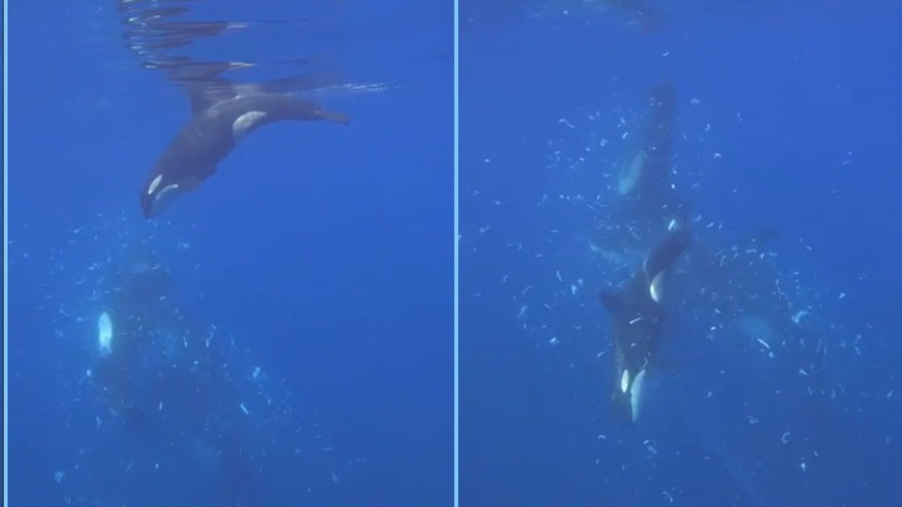 orcas pez luna