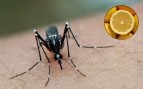Truco para los mosquitos