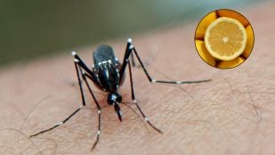 Truco para los mosquitos