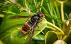 La avispa asiática, una especie invasora que causa todo tipo de problemas.