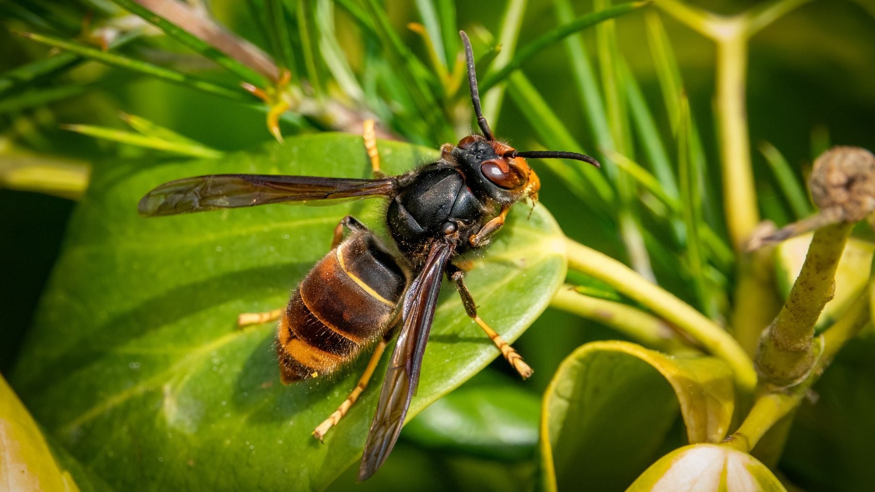 La avispa asiática, una especie invasora que causa todo tipo de problemas.