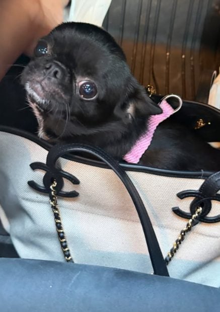 bolso georgina chihuahua chanel