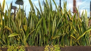 planta de interior