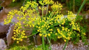 Planta, flora, curiosidades
