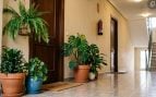 Unas plantas en el rellano de una vivienda