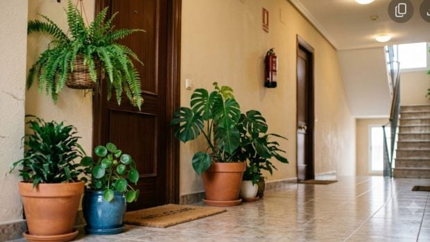 Unas plantas en el rellano de una vivienda