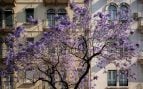 Árbol, naturaleza, curiosidades
