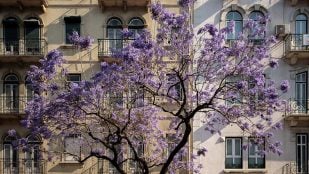 Árbol, naturaleza, curiosidades