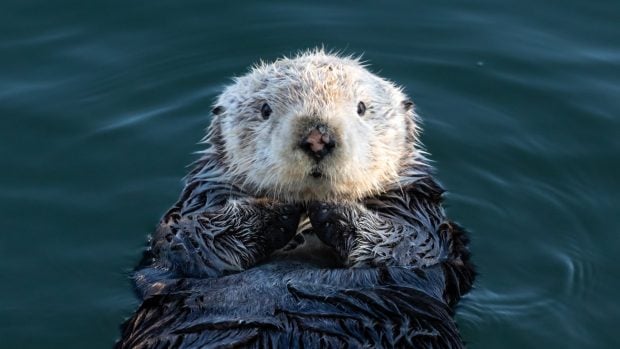 Nutria