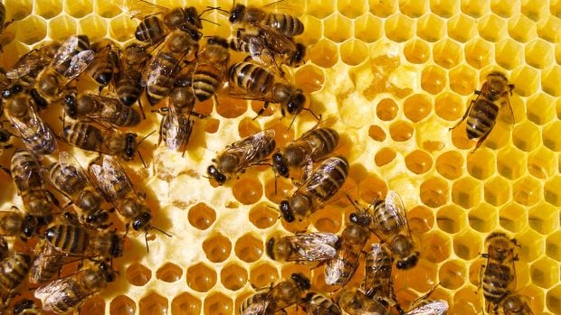 Abejas en su colmena.