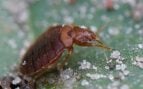 Una chinche de cama (Cimex lectularius). Foto: AfroBrazilian, CC BY-SA 4.0, vía Wikimedia Commons