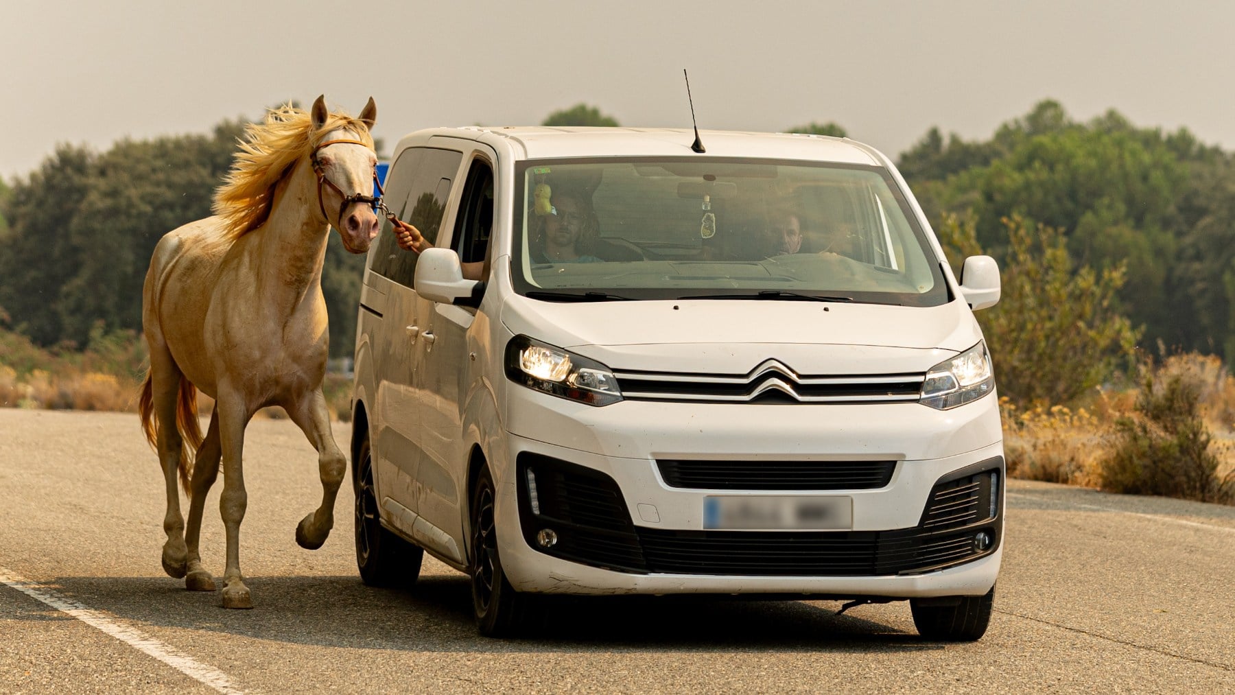 Evacuación de un caballo en San Martín de Valdeiglesias. (Foto: Europa Press).