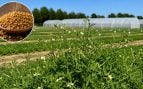 alholva, agricultura de alholva , agricultores madrileños recuperan leguminosa, nueva semilla madrileña, recuperan semilla de Madrid contra la sequía.