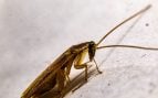 Cucarachas en el aire acondicionado