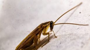Cucarachas en el aire acondicionado