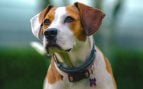 Perros y seguro de responsabilidad civil