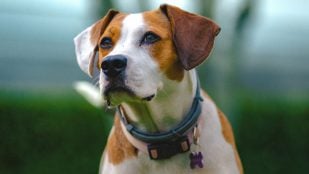 Perros y seguro de responsabilidad civil