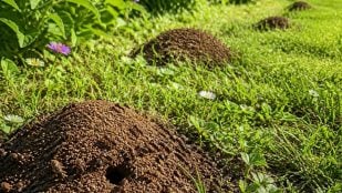 Montículos de tierra en el jardín