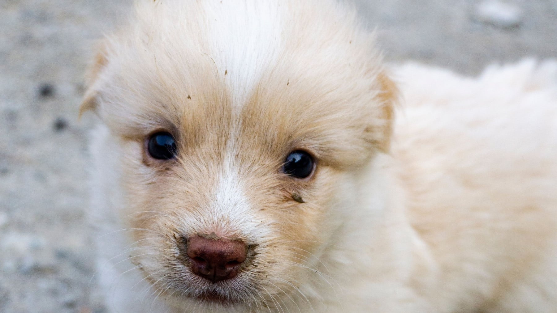 Los veterinarios coinciden: éste es el tiempo máximo que tu perro puede estar sólo en casa y depende de estos 4 factores