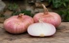 Cebolla, naturaleza, agricultura, agricultores