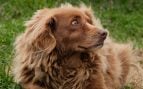 Propietarios de perros