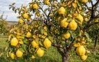 ¿Cómo se llama el árbol del membrillo? Muy pocos lo conocen