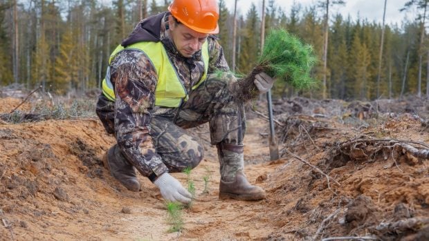 gestión forestal