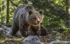 Oso pardo europeo (Ursus arctos arctos) hembra, cerca de Stari Kot, Loški Potok, Eslovenia. Foto: Carlos J. Agudo, CC BY-SA 4.0, vía Wikimedia Commons