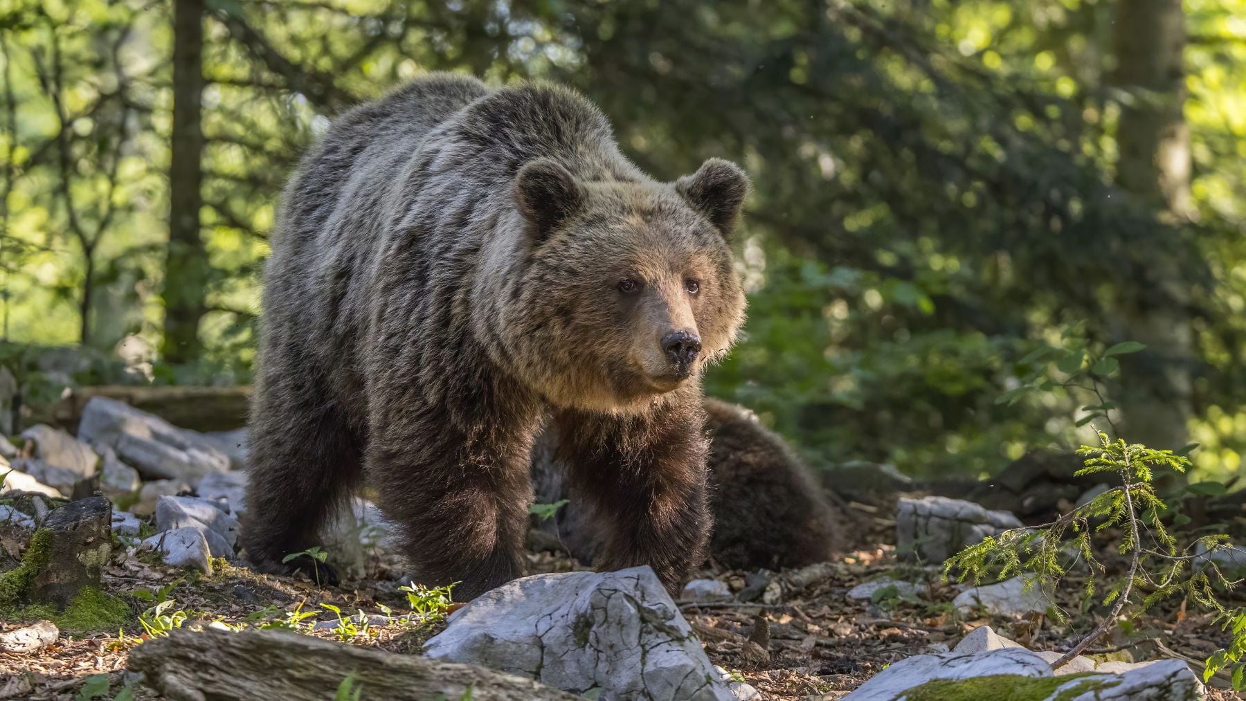 Oso pardo europeo (Ursus arctos arctos) hembra, cerca de Stari Kot, Loški Potok, Eslovenia. Foto: Carlos J. Agudo, CC BY-SA 4.0, vía Wikimedia Commons