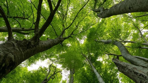 Un bosque de hayas en primavera.