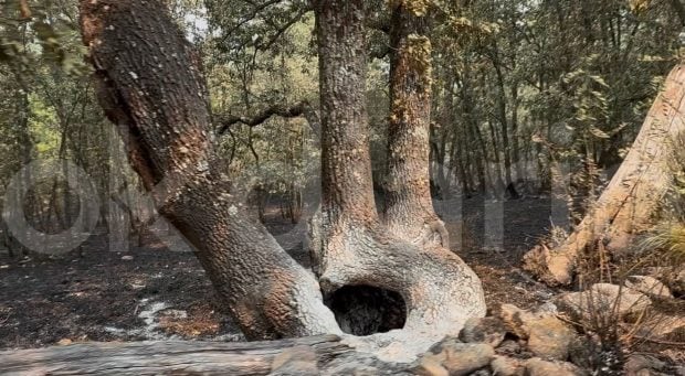 Burgohondo incendio
