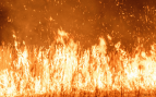Mapfre contacta uno a uno con sus más de 25.000 asegurados en las zonas afectadas por incendios forestales