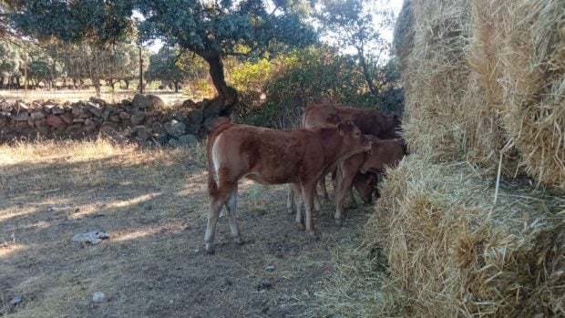 vacas incendio forraje