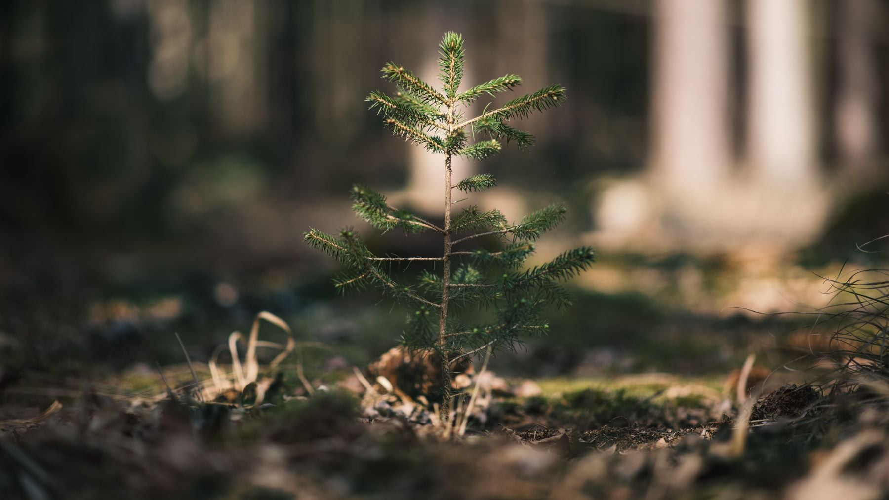 Plantación de un joven abeto en un bosque.