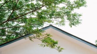 árbol vecino