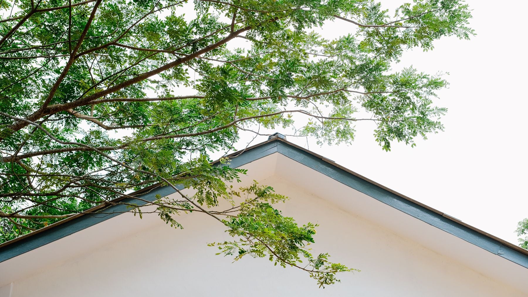 ¿Cuál es la altura máxima que puede alcanzar el árbol del vecino? Esto dice la Ley de Propiedad Horizontal