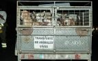 evacuación perros incendios madrid