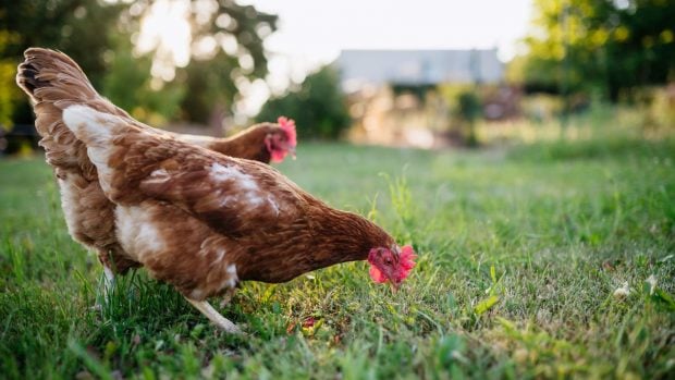 gallinas criadas al aire libre
