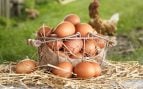 huevos gallinas ecologicos
