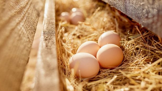 huevos gallinero