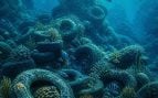 Neumáticos en el fondo del océano