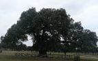 Encina, árboles, naturaleza