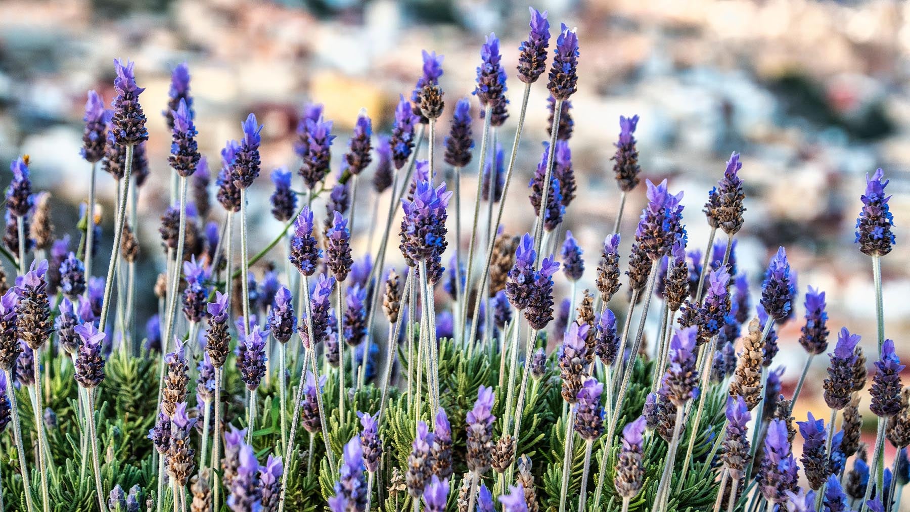 Lavanda. Foto: Pexels.