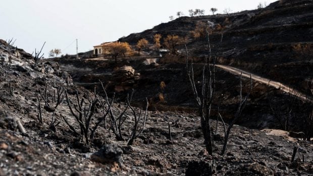 Zonas afectadas por el incendio forestal de Los Gallardos (Almer&iacute;a). Foto: Marian Le&oacute;n / Europa Press. 