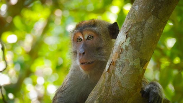 Macaco cangrejero