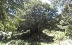 Árbol, Madrid, curiosidades, naturaleza