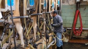Biotecnología y leche de vaca